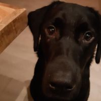 Hondenoppas werk Haarlem: baasje van Mika