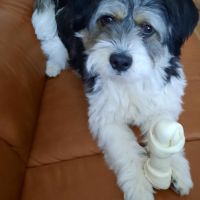 Hondenoppas werk Meppel: baasje van Benji