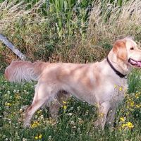 Hondenoppas werk Apeldoorn: baasje van Tommie