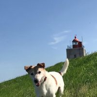 Hondenoppas werk Groningen: baasje van Max