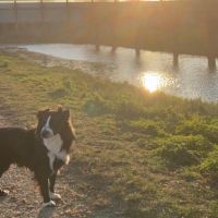 Hondenoppas werk Maarssen: baasje van Toby