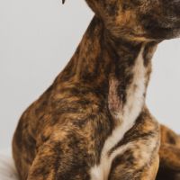 Hondenoppas werk Den Bosch: baasje van Mosa