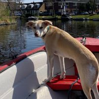 Hondenoppas werk Alkmaar: baasje van Indy
