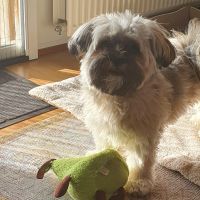 Hondenoppas werk Arnhem: baasje van Linsy