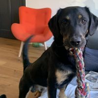 Hondenoppas werk Rotterdam: baasje van Cooper en Dexter
