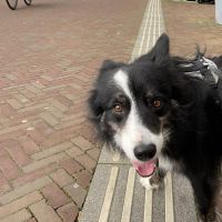 Hondenoppas werk Rotterdam: baasje van Oreo