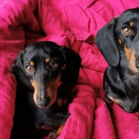Hondenoppas werk Eindhoven: baasje van Abby en Evy