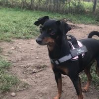 Hondenoppas werk Helmond: baasje van Twix