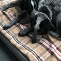 Hondenoppas werk Breda: baasje van Bo en Moos