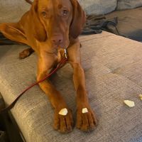 Hondenoppas werk Voorburg: baasje van Scooby