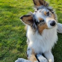 Hondenoppas werk Erica: baasje van Ozzie