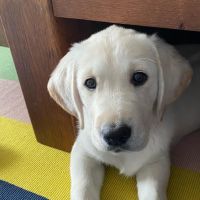 Hondenoppas werk Houten: baasje van Teddy
