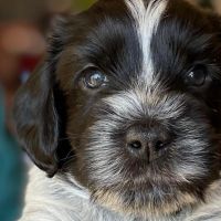 Hondenoppas werk Amstelveen: baasje van Austin