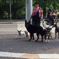 Hondenopvang Amsterdam: Sandra