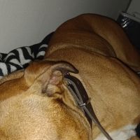 Hondenopvang Voorburg: Tahia