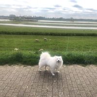 Hondenoppas werk Nieuwegein: baasje van Djazzy