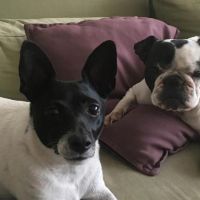 Hondenoppas werk Amsterdam: baasje van Max en Chibi