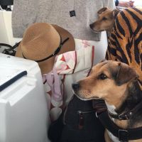Hondenoppas werk Lelystad: baasje van Duvel