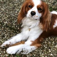 Hondenoppas werk Amstelveen: baasje van Mocha