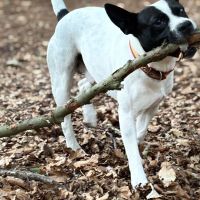 Hondenoppas werk Apeldoorn: baasje van Paco