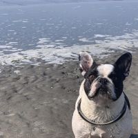 Hondenoppas werk Heerjansdam: baasje van Maggie