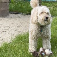 Hondenoppas werk Loenen aan de Vecht: baasje van Bikkel