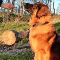 Hondenoppas werk Almere: baasje van Maya 