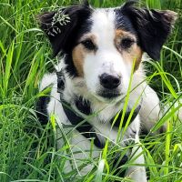 Hondenoppas werk Wijchen: baasje van Sebby