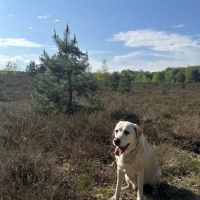 Hondenoppas werk Enschede: baasje van Joyka