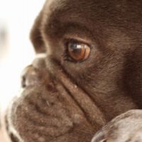 Hondenoppas werk Vlaardingen: baasje van Bumper