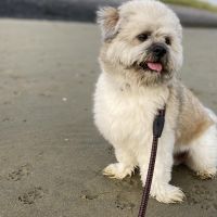 Hondenoppas Middelburg (Zeeland): Denise