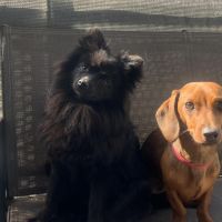Hondenoppas werk 's-Gravenzande: baasje van Bella & Teddy