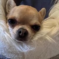 Hondenoppas werk Harlingen: baasje van Luna