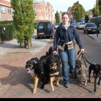 Hondenopvang Amersfoort: Susanne