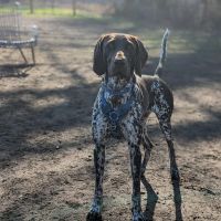 Hondenoppas werk Enschede: baasje van Toby 