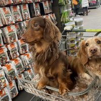 Hondenoppas werk Amsterdam: baasje van Frits en Alfred