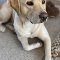 Hondenoppas werk Amersfoort: baasje van Moos