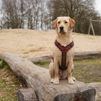 Hondenoppas werk Eindhoven: baasje van Jane