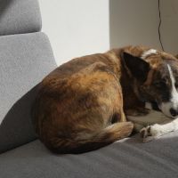 Hondenoppas werk Rosmalen: baasje van Lupa