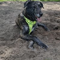 Hondenoppas werk Drachten: baasje van Coco