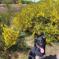 Hondenoppas werk Bussum: baasje van Ziva