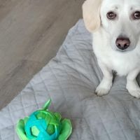 Hondenoppas werk Eindhoven: baasje van Sunny