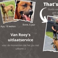 Hondenoppas Spijkenisse: Guido van Rooy