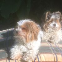 Hondenoppas werk Boskoop: baasje van Woezel en Pip