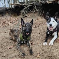Hondenoppas werk Breda: baasje van Saiko & Dragi