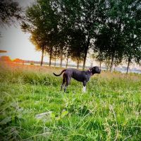 Hondenoppas werk Almere: baasje van Kyara