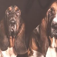 Hondenoppas werk Uithoorn: baasje van Hendrikus en Fred