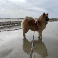 Hondenoppas werk Hoorn (Noord-Holland): baasje van Poppy