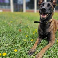 Hondenoppas werk Enschede: baasje van Ice