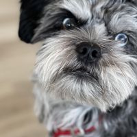 Hondenoppas werk Rotterdam: baasje van Milo